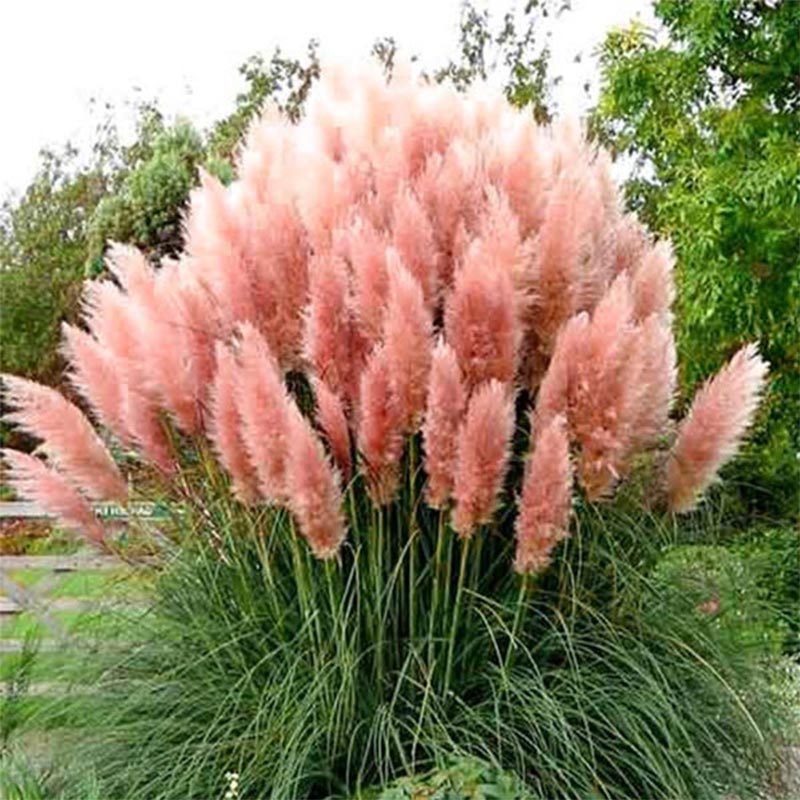 Pampas trava roze