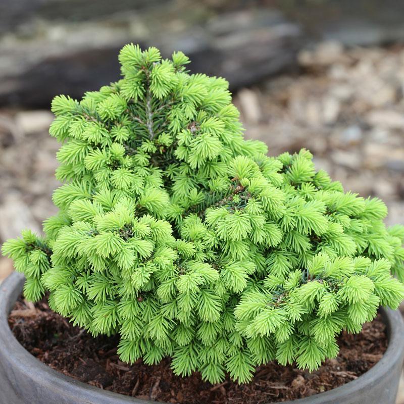 Patuljasta smrča Picea Abies Little Gem