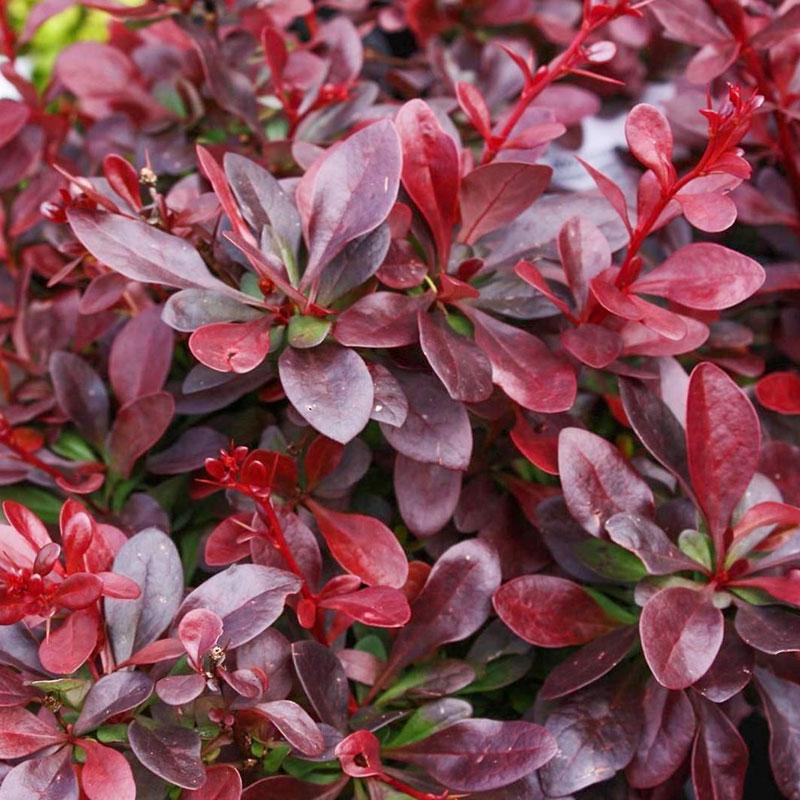 Patuljasti berberis