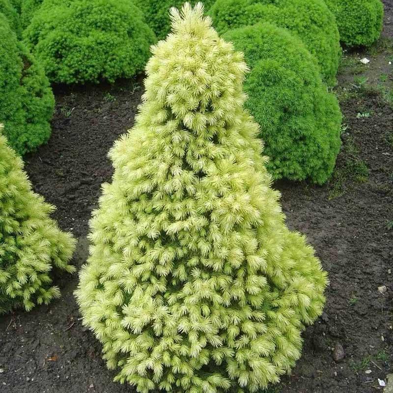 Piramidalna patuljasta smrča - Picea glauca Daisy`s White