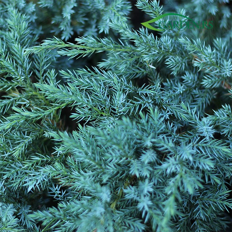 Plavi tepih - Juniperus  `Blue Carpet`