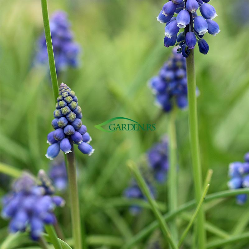 Presličica Muscari