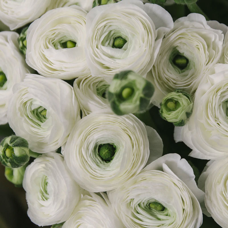 Ranunculus beli