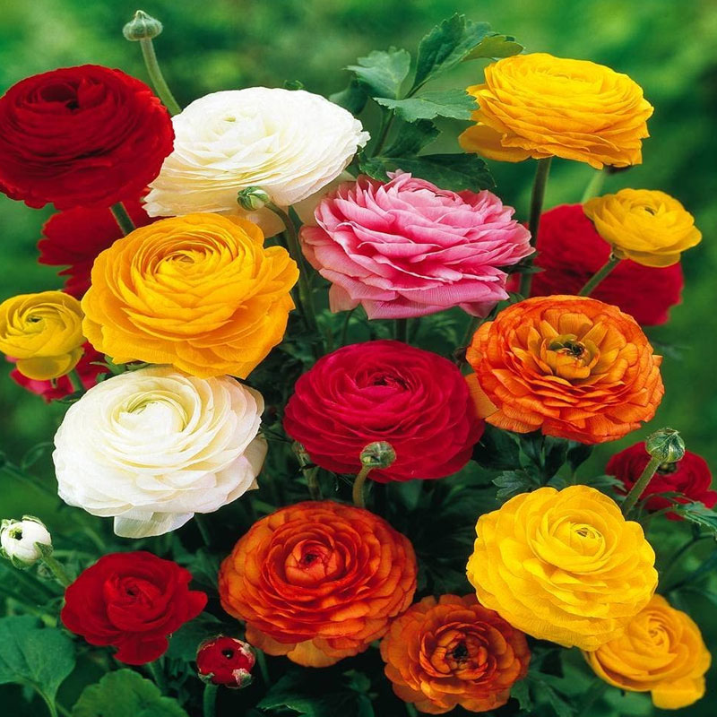 Ranunculus mix