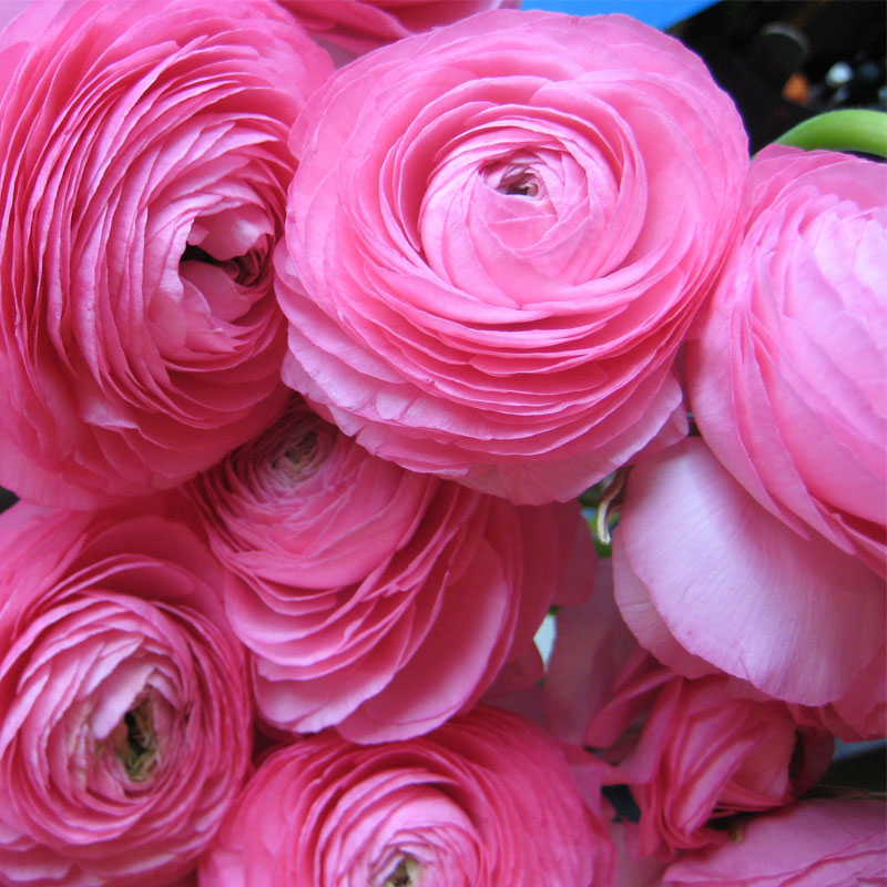 Ranunculus pink