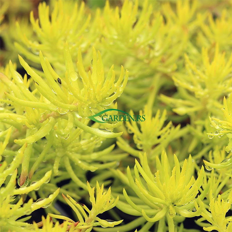 Sedum Angelina