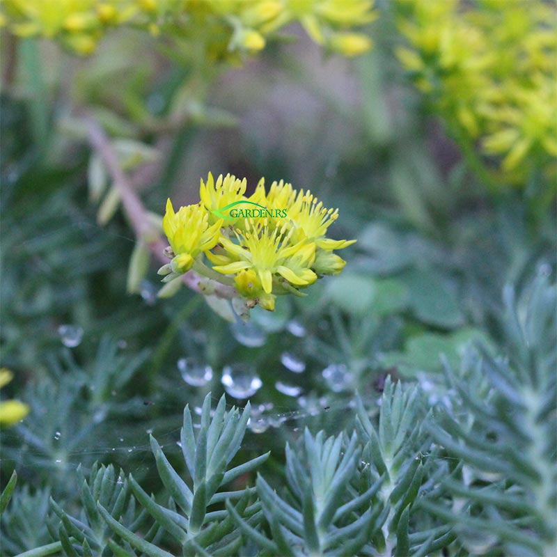 Sedum plavi