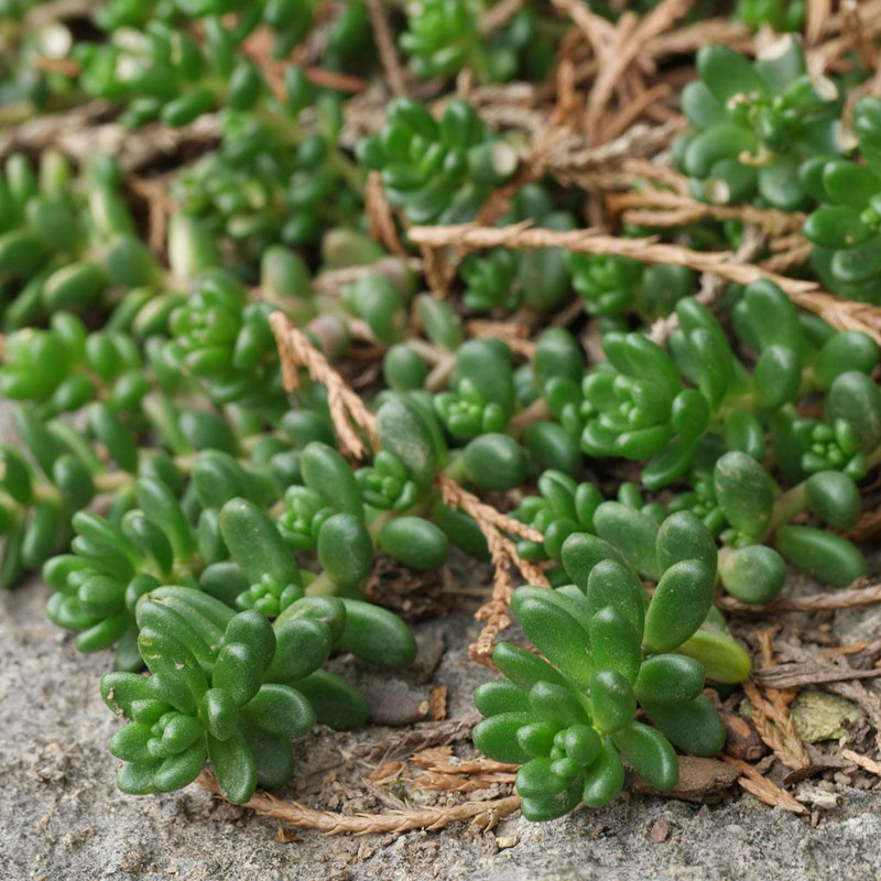 Sedum zeleni