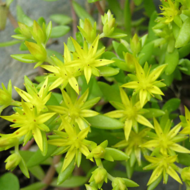 Sedum zlatna mahovina