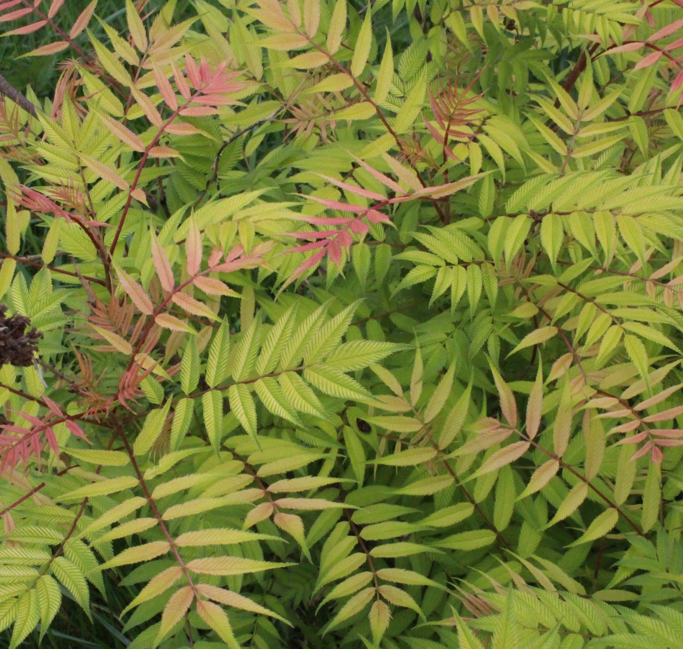 Sorbaria sorbifolia