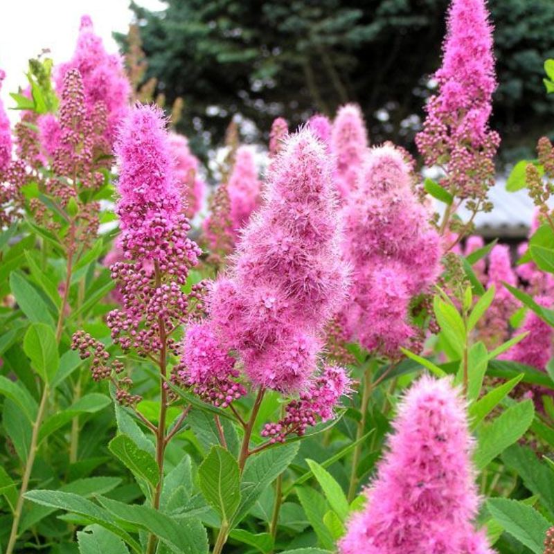 Spirea douglasii- cvetni žbun