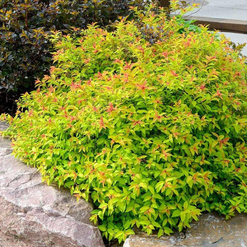 Spirea Zlatni plamen- Goldflame