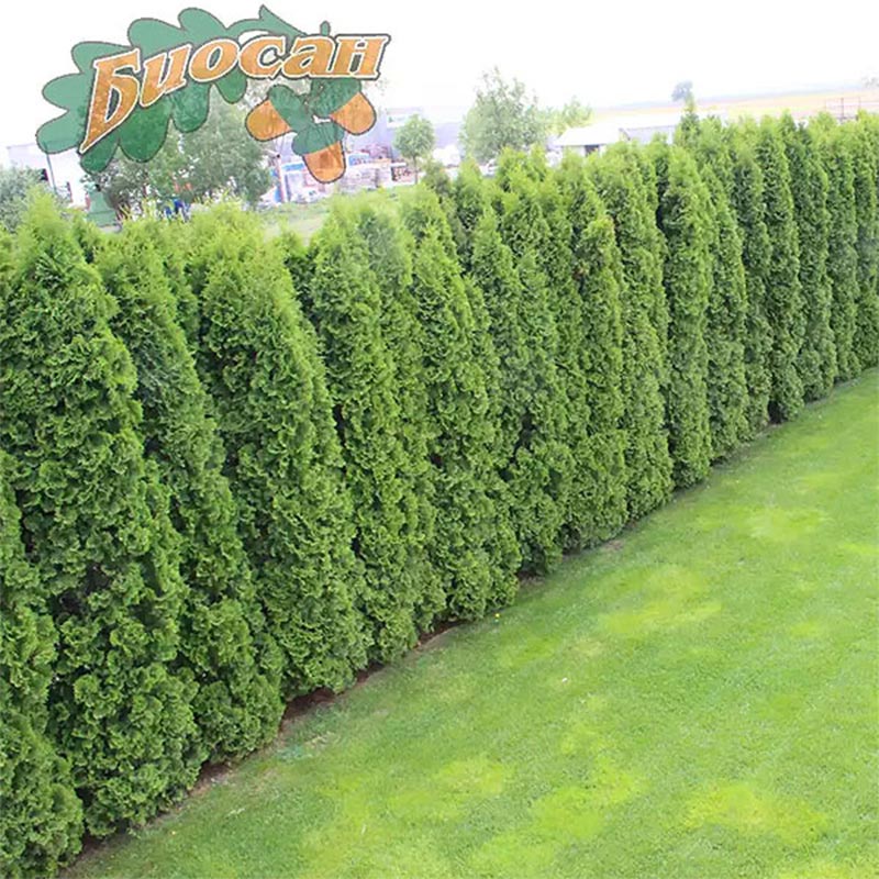 Stubasta tuja Columna