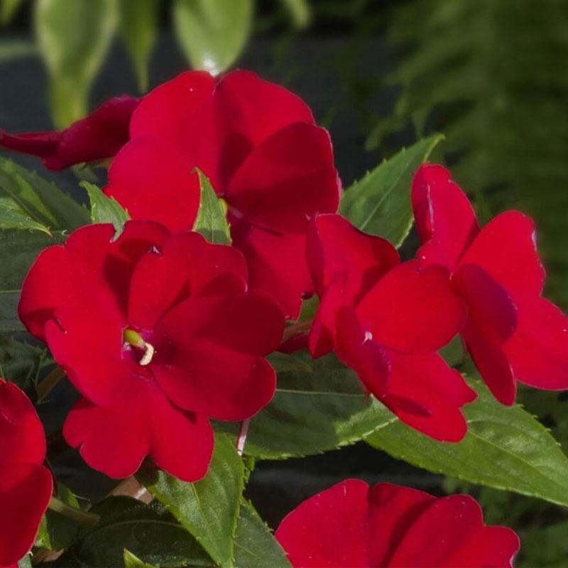 Sunpatiens crveni