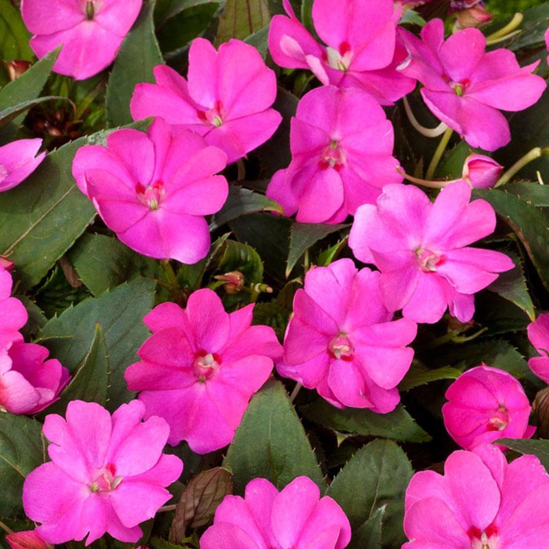 Sunpatiens ljubičasti