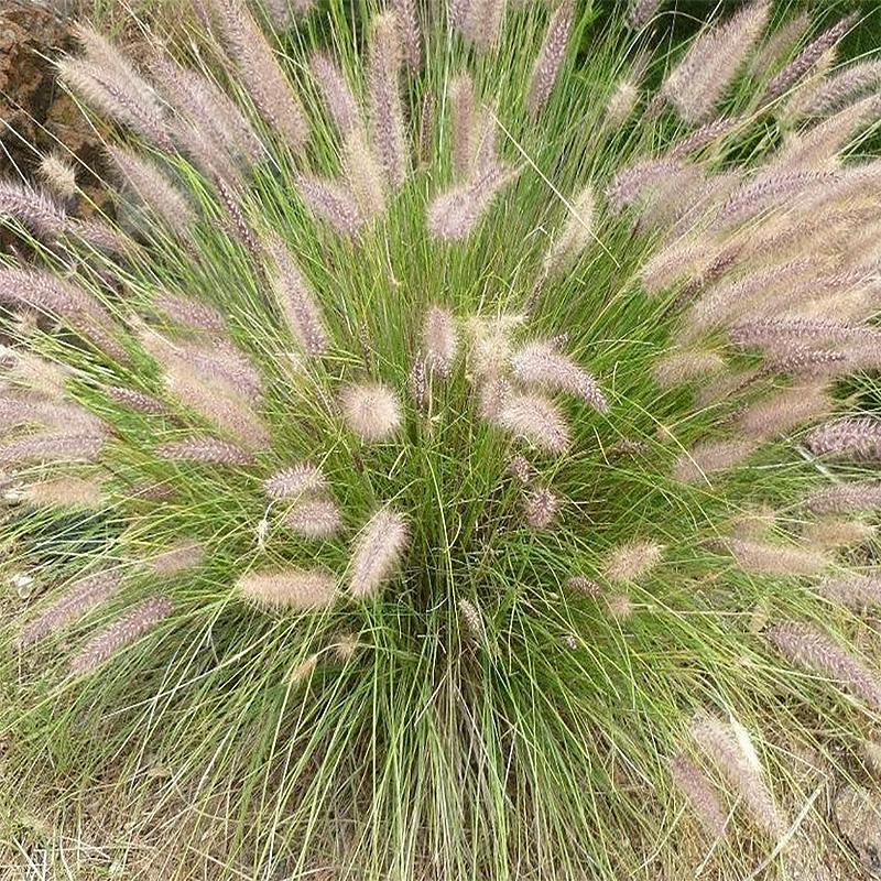 Ukrasna trava-Pennisetum Alopecuroides 'Little Bunny'