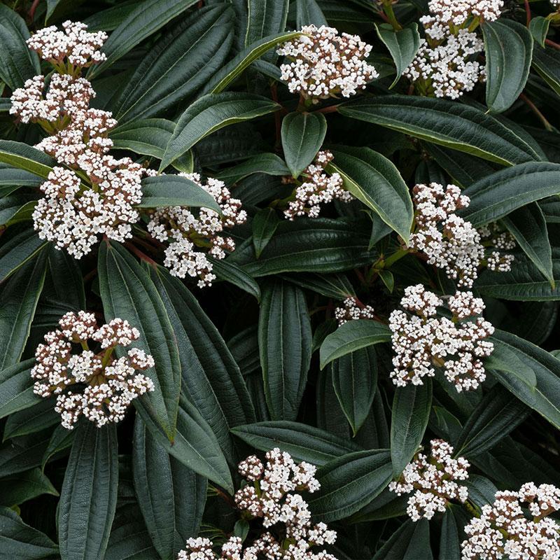 Viburnum Davidii- Zimzelena udika