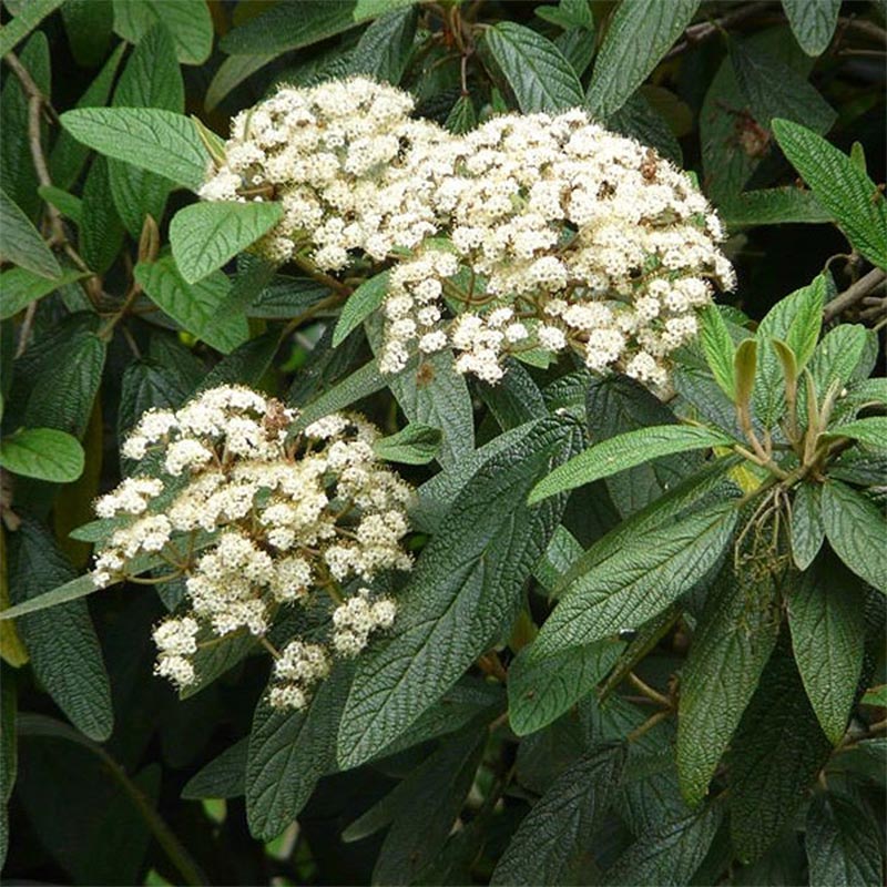 Viburnum rhytiphyllum