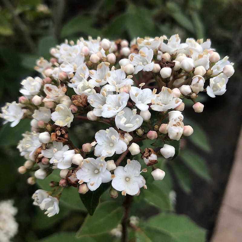 Viburnum tinus