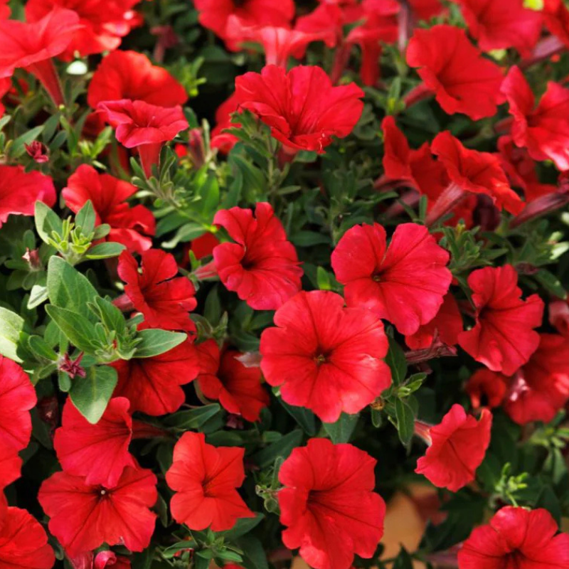 Vista petunija crvena