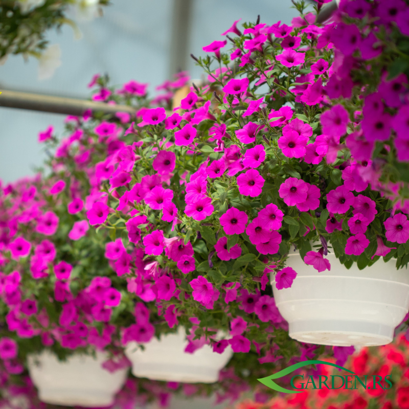 Vista petunija ljubičasta