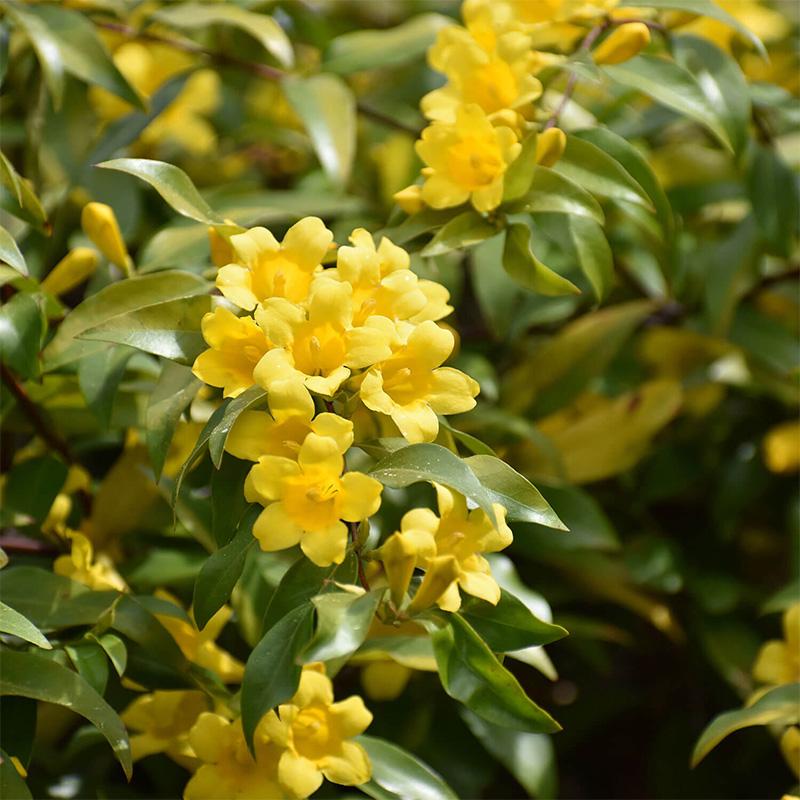 Zimzeleni žuti jasmin
