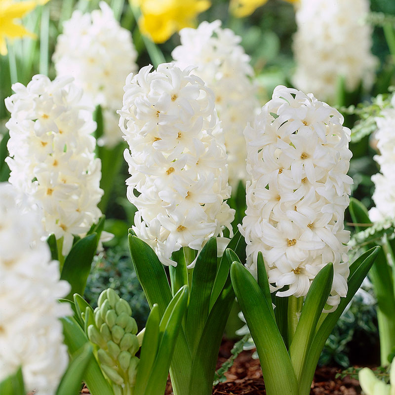 Zumbul beli Hyacinthus Carnegie