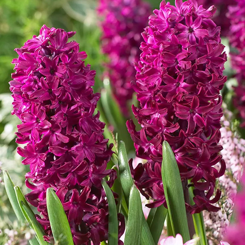 Zumbul bordo Hyacinthus Woodstock