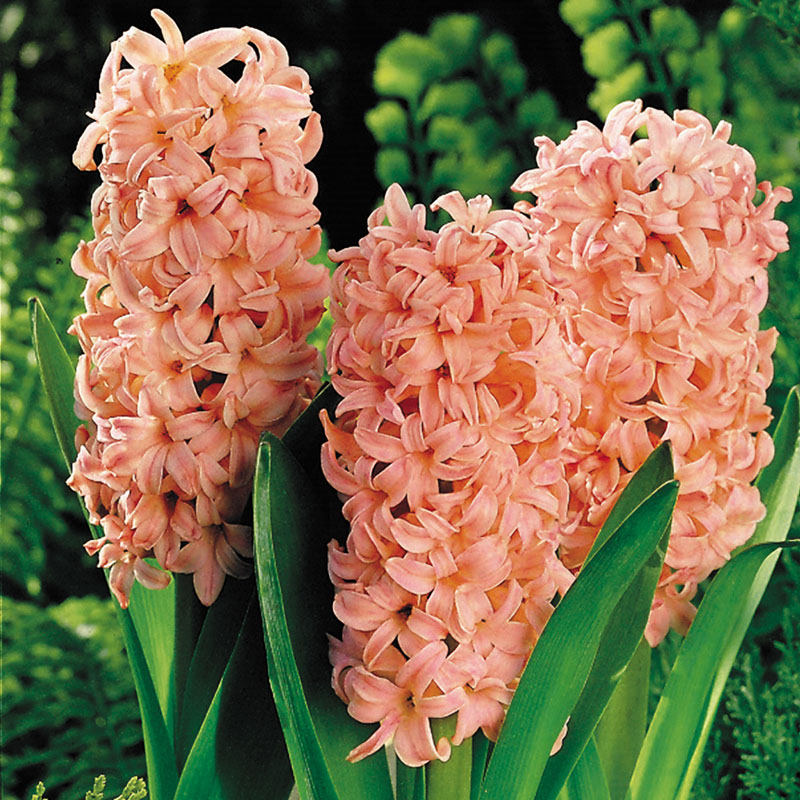 Zumbul narandžasti Hyacinthus Gipsy Queen