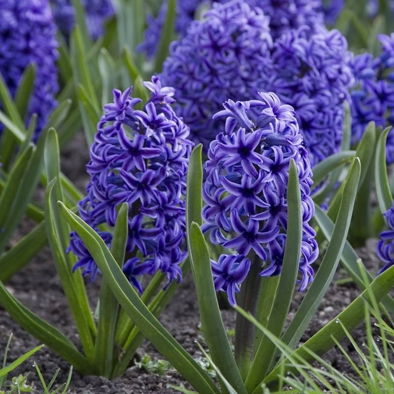 Zumbul plavi Hyacinthus Blue Jacket