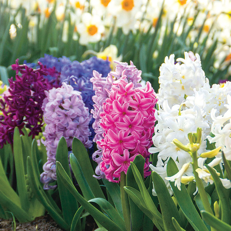 Zumbuli Mix Hyacinthus Mix