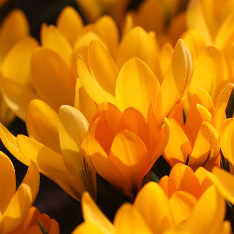 Žuti krokus- Crocus Yellow