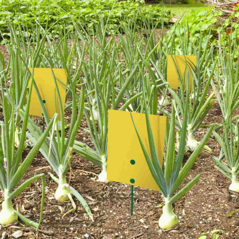 Lepljive ploče za insekte sa postoljem za luk