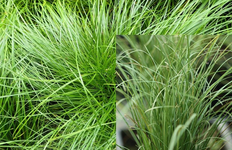 Amazonska-magla--Carex-howardii-phoenix-green