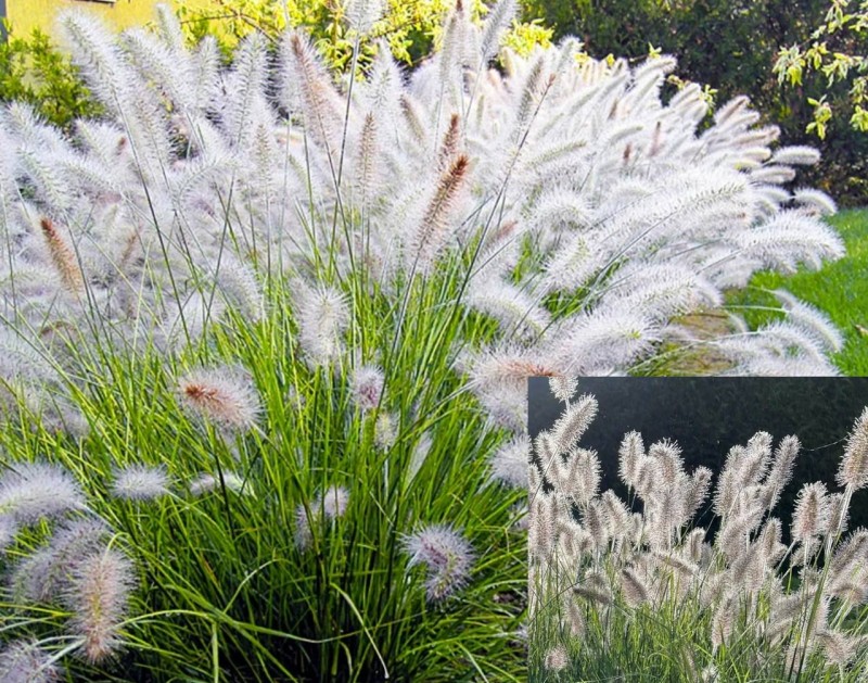 Fontanska-trava-pennisetum-alopecuroides