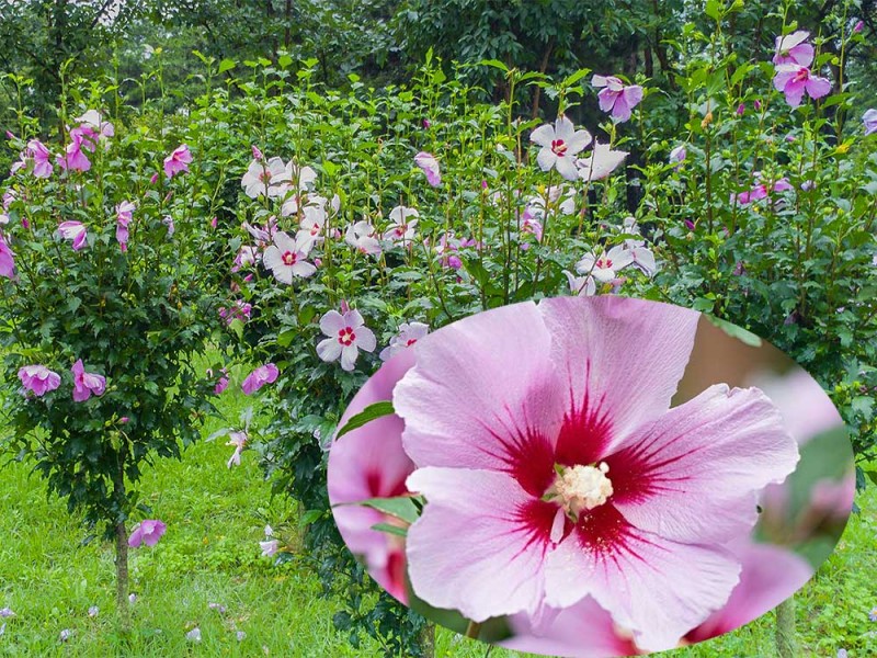 Hibiskus živa ograda