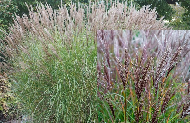 Kineska-ukrasna-trava---Miscanthus-sinensis