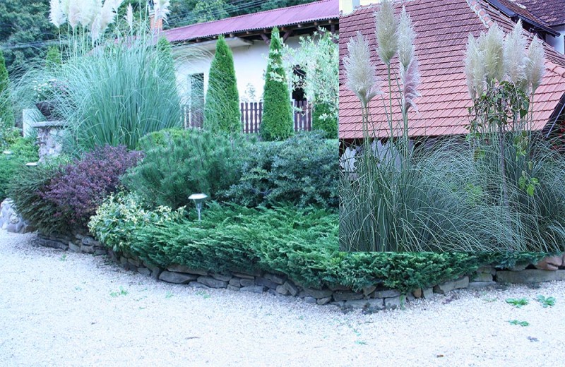 Pampas-trava---Cortaderia-selloana