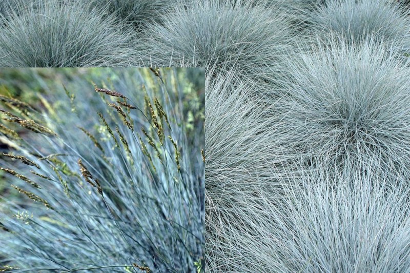 Plava-trava---festuca-glauca