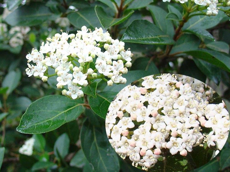 Viburnum zimzelena cvetna živa ograda