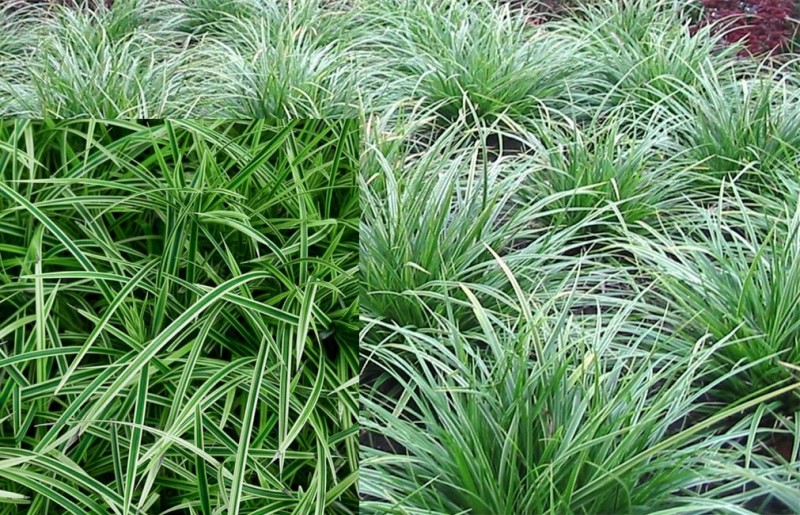 carex-morrowii-variegata-ukrasna-trava