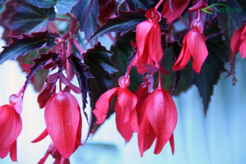 Begonija bolivijska (Begonia boliviensis)